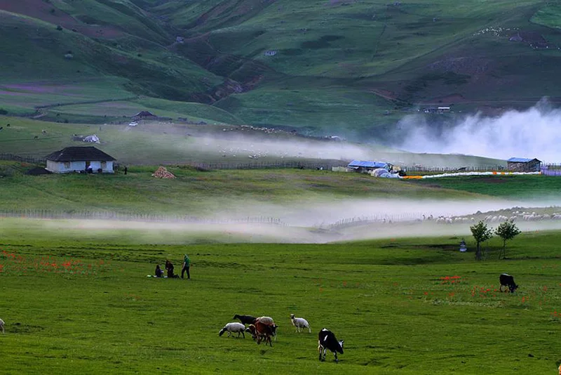 شکردشت؛ عکاسی با بکگراند گلهای شقایق