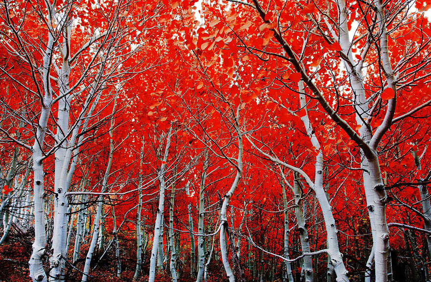رنگ در عکاسی پاییزی