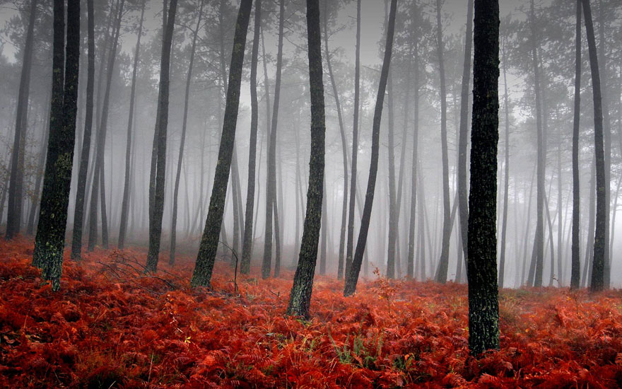 عکس جنگل پاییزی