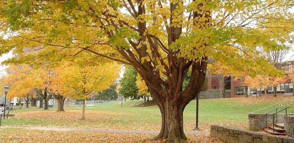 نکات عکاسی در پاییز