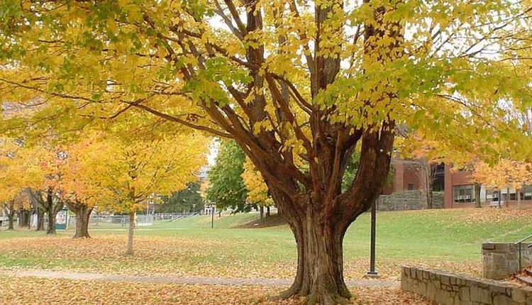 نکات عکاسی در پاییز