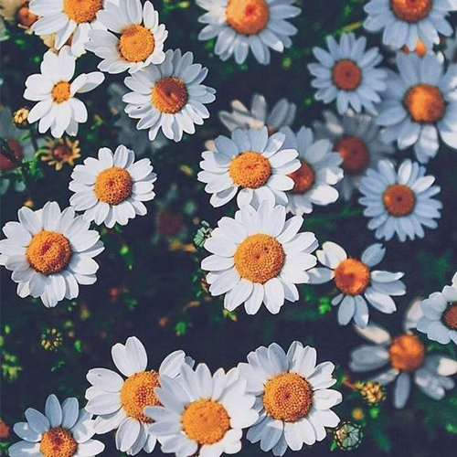 عکس دخترونه شیک و باکلاس برای پروفایل روبیکا