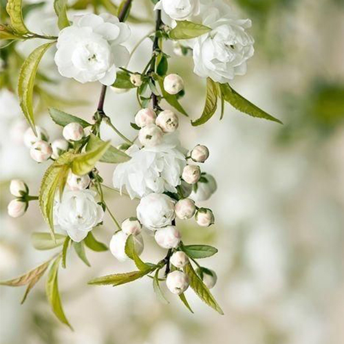 عکس دخترونه شیک و باکلاس برای پروفایل روبیکا