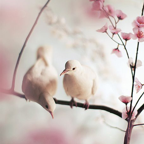 عکس دخترونه شیک و باکلاس برای پروفایل روبیکا