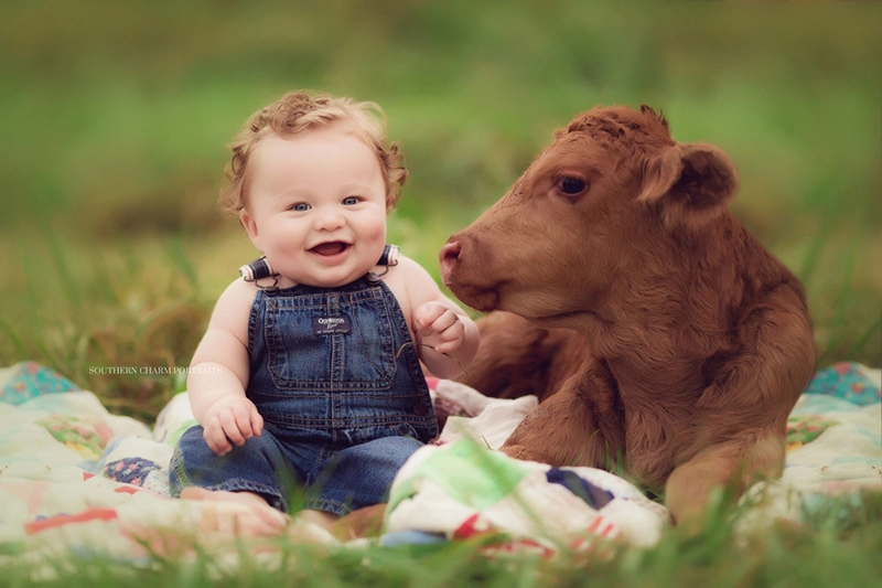 نوزادی در کنار گاو قهوه ای