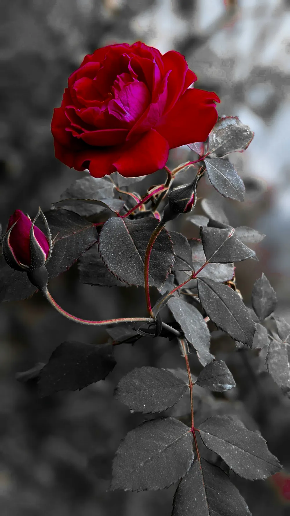 عکس پروفایل